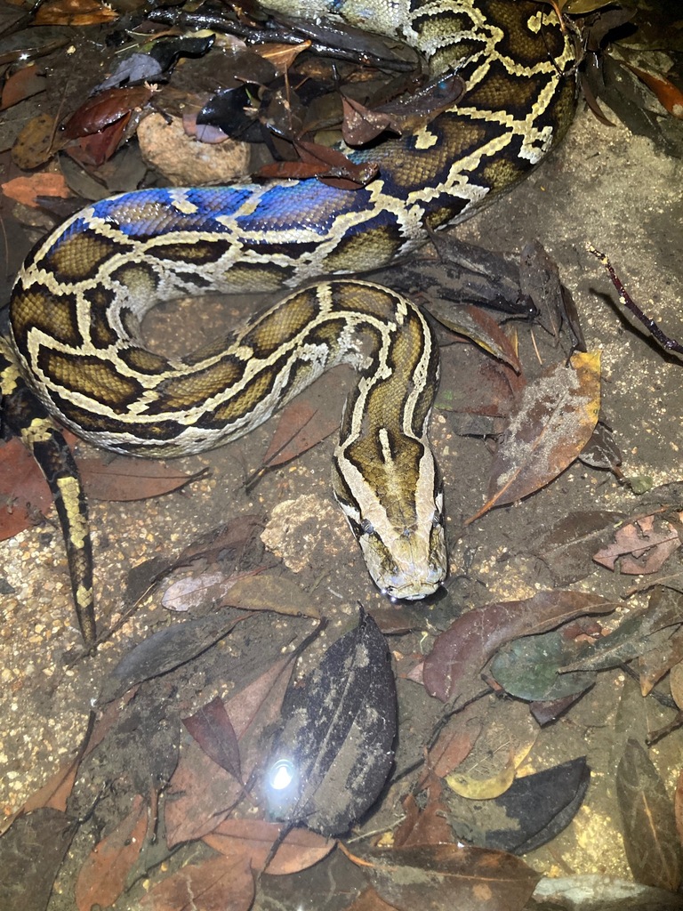 Burmese Python in April 2022 by Jorge Abad · iNaturalist