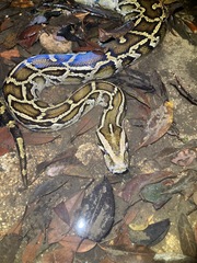 Python bivittatus