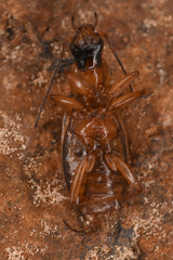 Agonum nigriceps