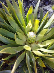Leucadendron