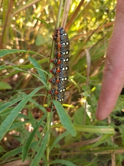 Hyles euphorbiae