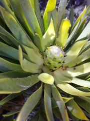 Leucadendron