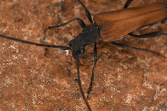 Lepturini