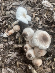 Leucoagaricus meleagris