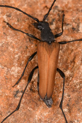 Lepturini