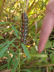 Hyles euphorbiae