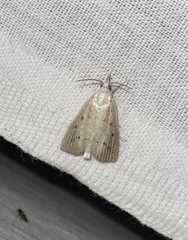 Calamotropha paludella