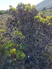 Leucadendron macowanii