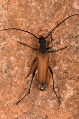 Lepturini