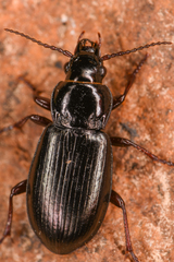 Pterostichinae