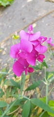 Lathyrus
