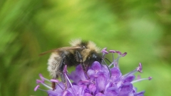 Bombus campestris
