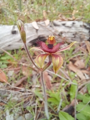 Caladenia discoidea