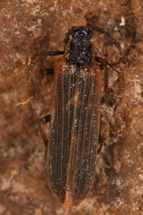 Lycidae