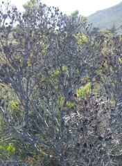 Leucadendron macowanii