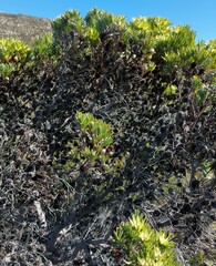 Leucadendron macowanii