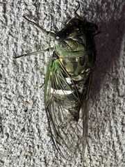 Neotibicen latifasciatus