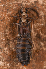 Lycidae