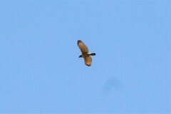 Rupornis magnirostris