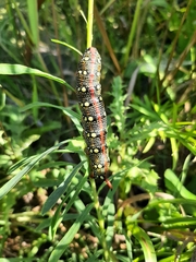 Hyles euphorbiae