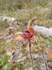 Caladenia discoidea