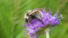 Bombus campestris