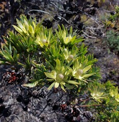 Leucadendron xanthoconus