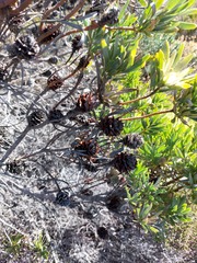 Leucadendron xanthoconus
