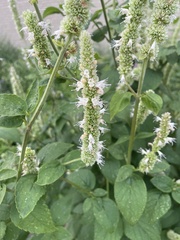 Agastache