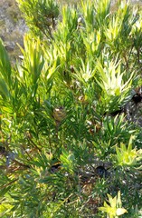 Leucadendron xanthoconus