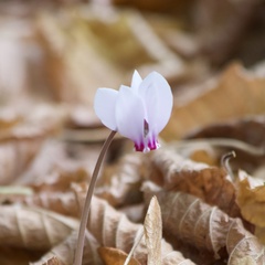 Cyclamen hederifolium