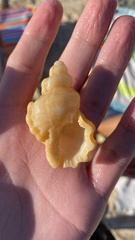 Talisman scrobilator