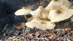 Leucocoprinus birnbaumii