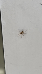 Cheiracanthium mildei