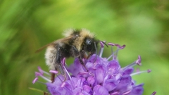 Bombus campestris