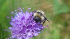 Bombus campestris