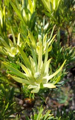 Leucadendron xanthoconus