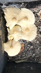 Leucocoprinus birnbaumii