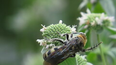 Dielis plumipes