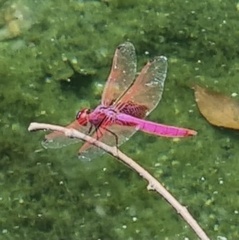 Trithemis aurora