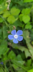 Anchusa azurea