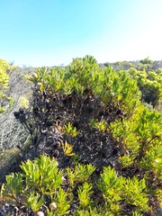 Leucadendron macowanii