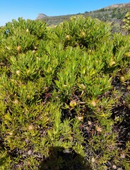 Leucadendron macowanii