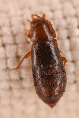 Omaliinae