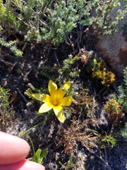 Romulea