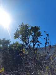 Leucadendron macowanii