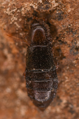 Omaliinae