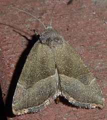 Plagiomimicus spumosum