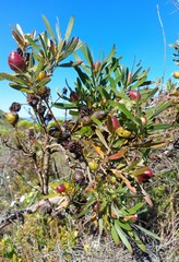Leucadendron macowanii