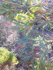 Leucadendron macowanii